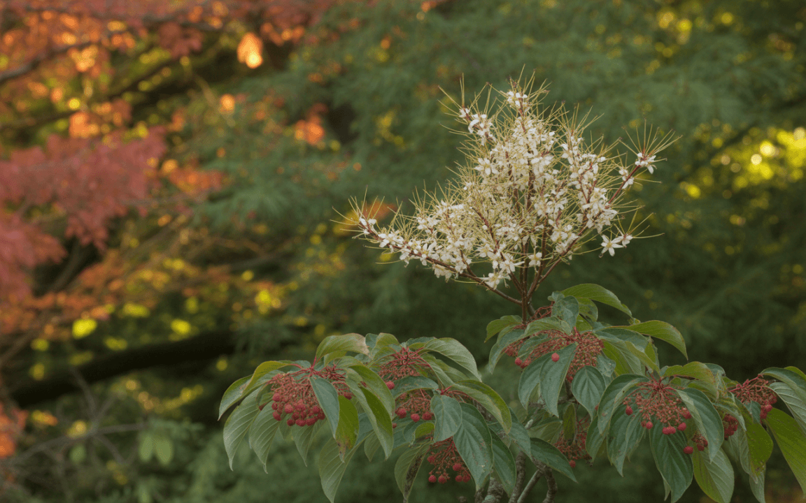 Fleurs blanches et fruits rouges sur une plante, avec un arrière-plan flou de feuillage vert et orange.