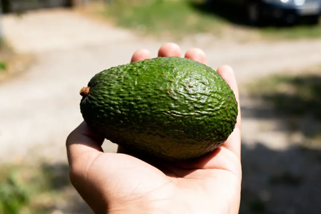 Main tenant un avocat montrant le poids d'un avocat sur fond extérieur ensoleillé