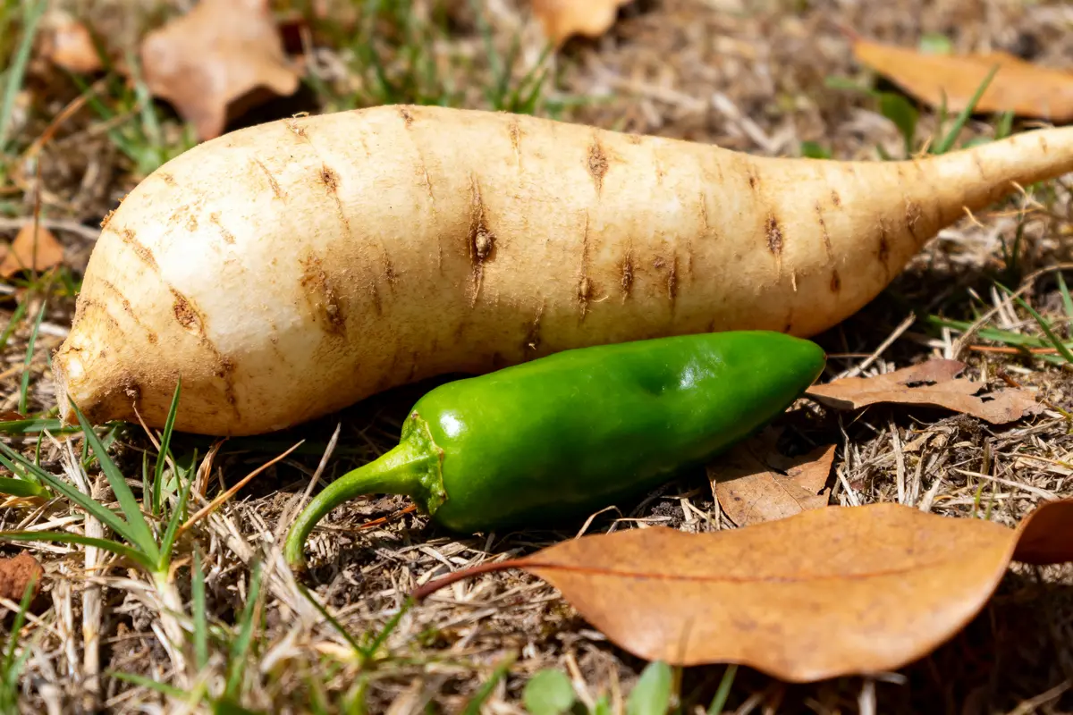 Radis blanc et jalapeño sur herbe automnale légume en J visible au premier plan