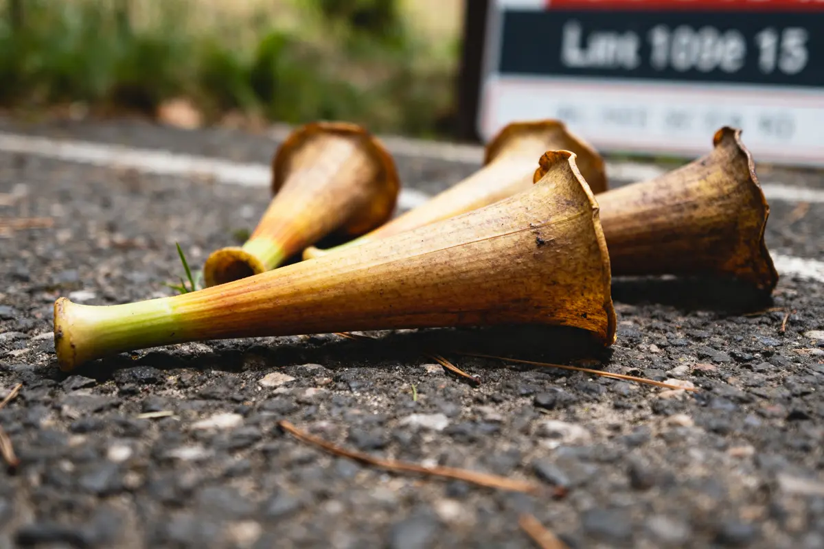 Trompettes-de-la-mort sèches sur asphalte pour conserver les trompettes-de-la-mort efficacement