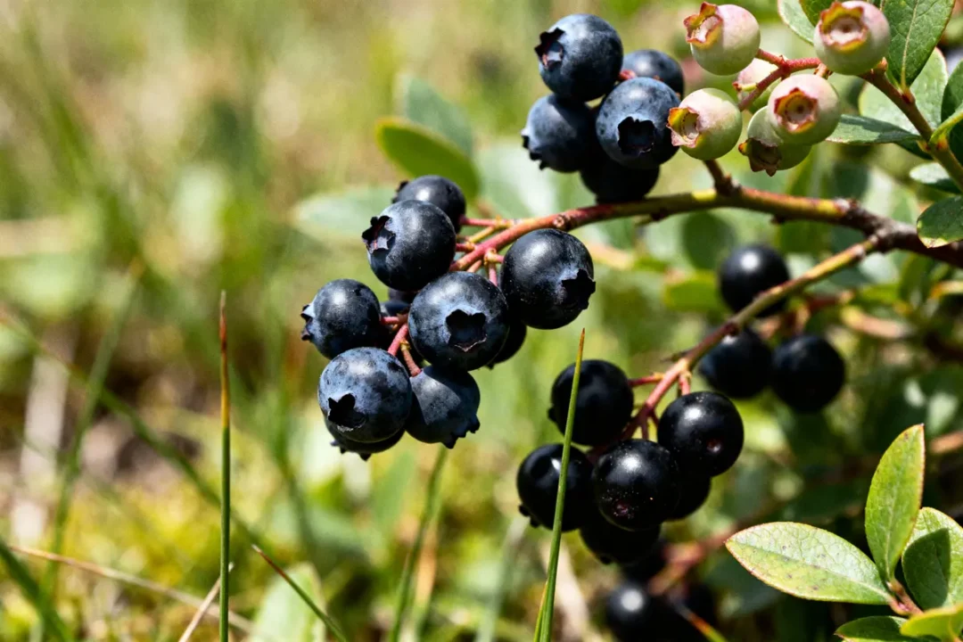 Grappe de myrtilles mûres sur branche avec fruits noirs dans un jardin ensoleillé