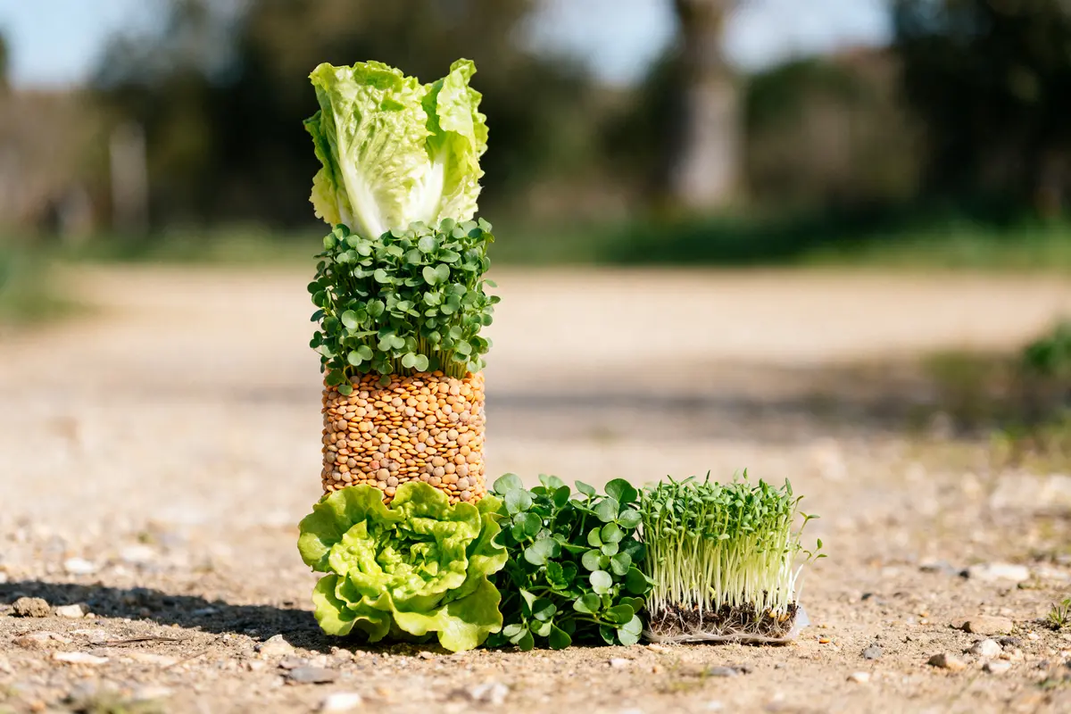 Arrangement créatif de laitue et germes, un légume en L, sur chemin terreux.